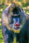 141 - MANDRILL - PAILLE JEAN-CLAUDE - france <div